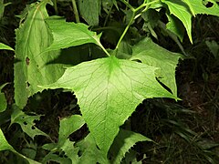 茎の中部につく葉の葉身は三角状ほこ形から扁五角形で、5浅裂し、葉柄に翼はないかまたは上部に狭い翼があり、基部は半ば茎を抱く。
