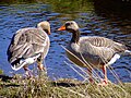 A pair of Greylag Geese by a Pentland Hills reservoir, اسکاتلند.