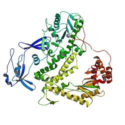 DNA-Polymerase (Pyrococcus furiosus)