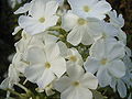 Phlox