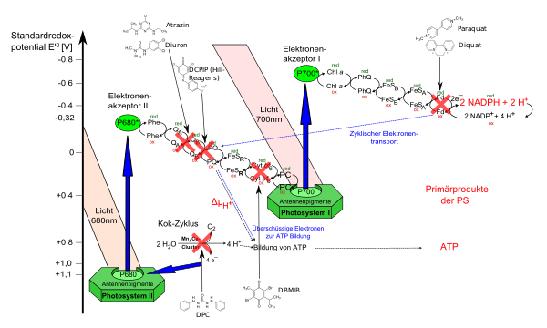 Z-Schema der Photosynthese mit möglichen Angriffspunkten
