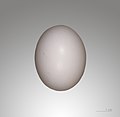 Яйцо Columba palumbus