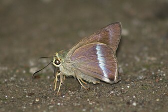 Ventral view