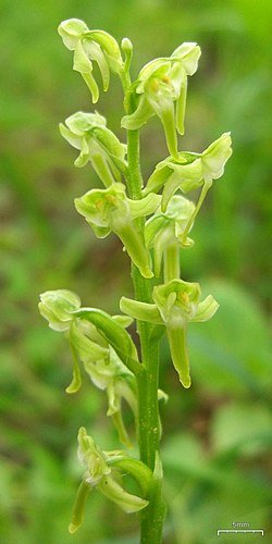 Platanthera obtusata