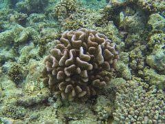 Pocillopora verrucosa