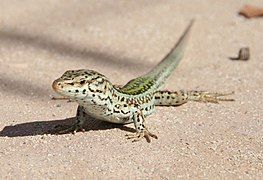 Podarcis pityusensis formenterae, une espèce endémique parmi les nombreux reptiles de l'île.