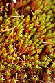 Moss, Polytrichum longisteum