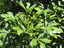 Pseudopanax-lessonii-005.jpg