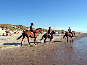 Riders trail riding on the beach.