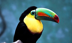 Toucan à carène