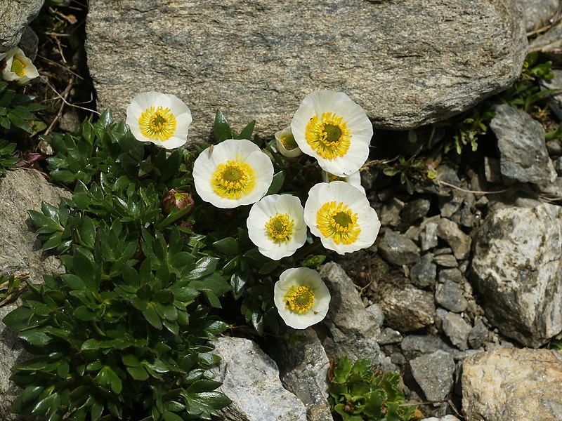 800px Ranunculus glacialis 28habitus29