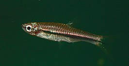 Rasbora rutteni