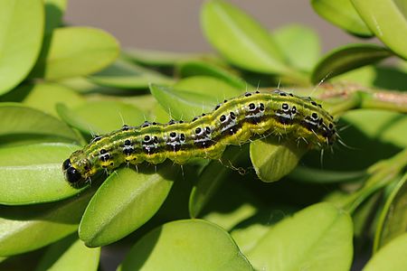 Cydalima perspectalis caterpillar, by Böhringer