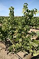 Riesling Vines in Washington, United States.