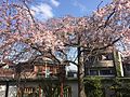 祇園しだれ桜