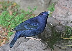 Satin bowerbird