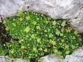 Stängelblattloser Steinbrech (Saxifraga aphylla))?