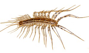 House Centipede, Scutigera coleoptrata