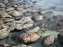 Modern, living stromatolites in Shark Bay, Australia. Shark Bay is one of the few places in the world where stromatolites can be seen today, though they were likely common in ancient shallow seas before the rise of metazoan predators. Shark Bay stromatolites.jpg