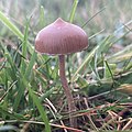 Single P.fimetaria with sharp papilla