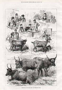 Sketches at the Dairy Show; The Illustrated London News, 1881