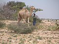 Mai Junge mit Kamel in Somaliland