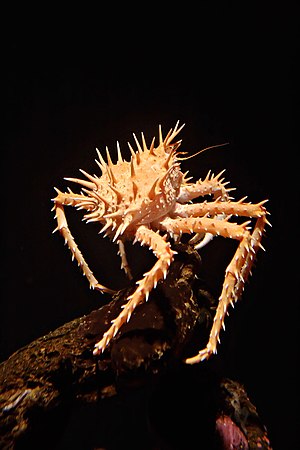 A spiny king crab (Paralithodes californiensis...