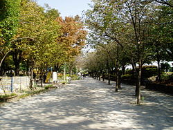 Sumida Park things to do in Asakusa