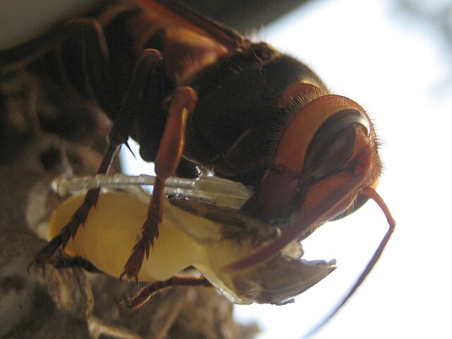 640px Suzumebachi スズメバチ。日本発、世界でも稀に見る危険生物！