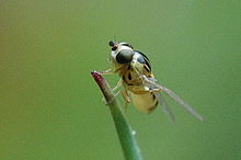 Thaumatomyia notata