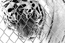 Tigre derrière les mailles d’une clôture.