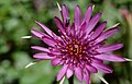 Tragopogon porrifolius.