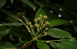 Rataspuu (Trochodendron aralioides)