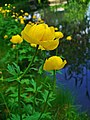 Купальница (Trollius europaeus)