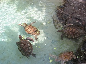 Sea turtles feeding at Coral World