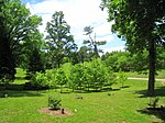 University of Tennessee Arboretum - towards conifers.JPG