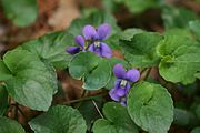 лат. Viola cucullata гүлі Нью-Брансуиктің ресми гүлі болып табылады.