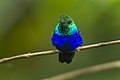 Violet-bellied hummingbird