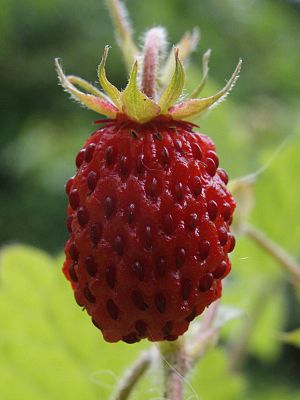 A closeup of a ripe wild strawberry.