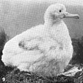 Young Wandering Albatross (Diomedea exulans) in Dosn, Antipodes Island.jpg