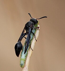 Zethus sp.