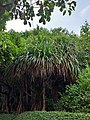 Pandanus tectorius