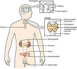 1801 The Endocrine System.jpg