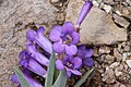 Flowers of Penstemon fremontii