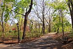 Miniatura para Incidente del observador de aves de Central Park