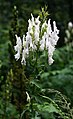 Aconitum orientale