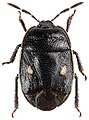 Adomerus biguttatus, individu en collection.