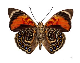 Fotografia de P. claudina (macho), vista inferior