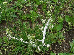 Albugo candida (white rust), a water mold, on a mayflower. Albugo candida.jpg