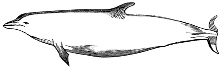 Fig. 6. Delphinus tursio.